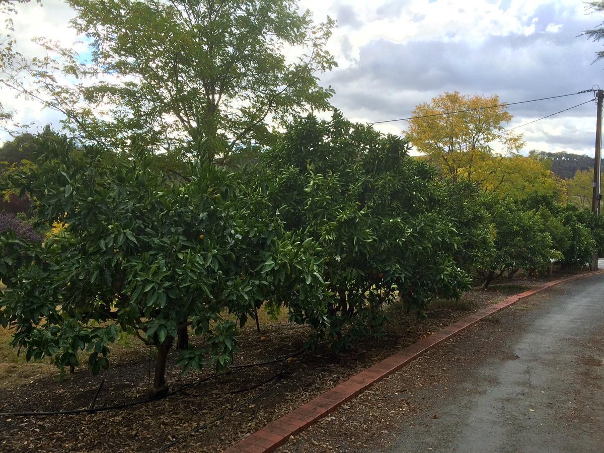 Gumeracha Vineyard Cottage Bnb المظهر الخارجي الصورة